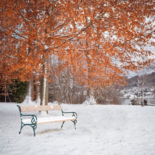 Bench under a tree