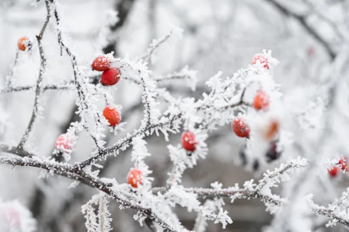 Frozen Berries