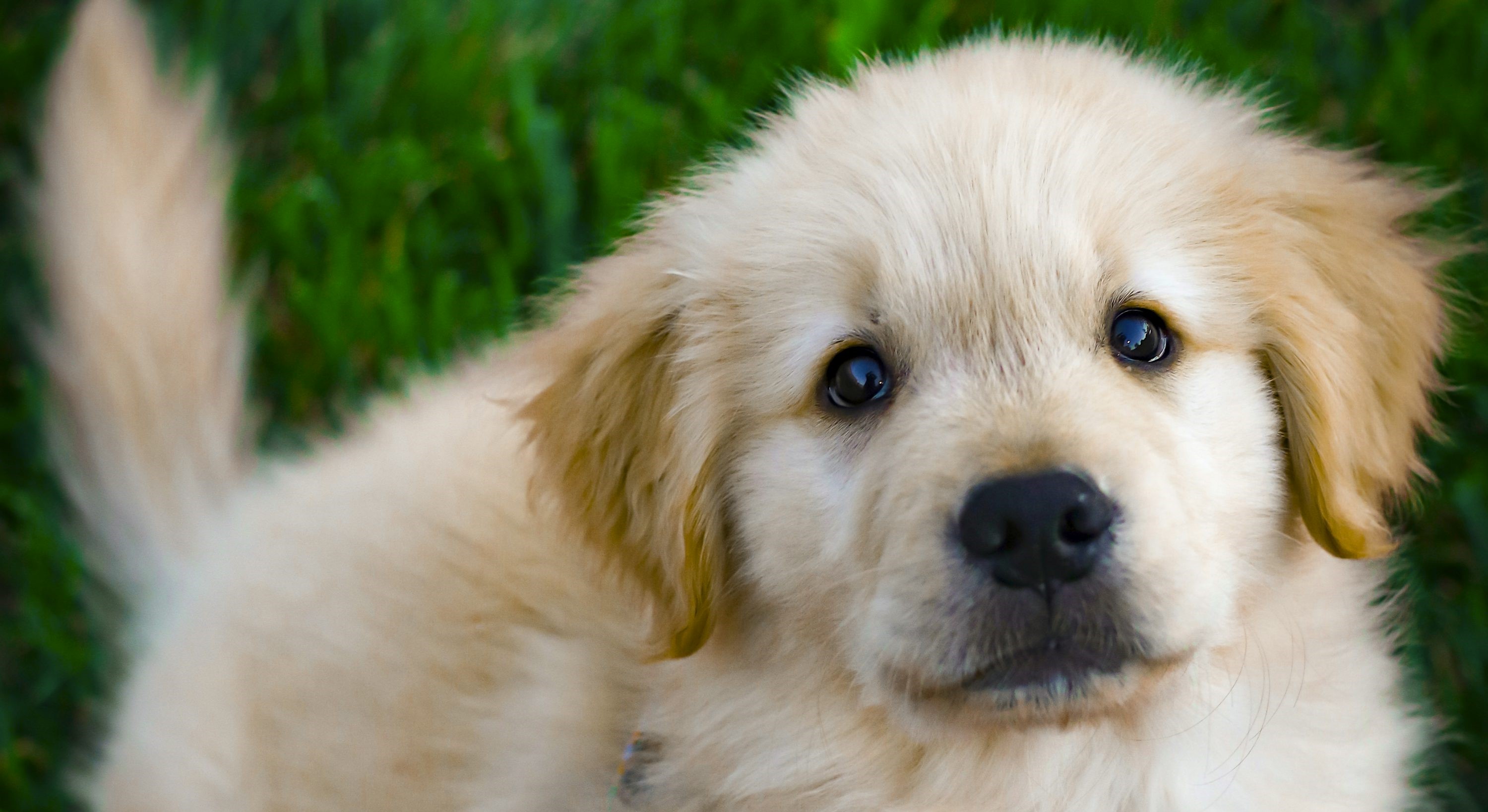 A Dog Looking at the Viewer